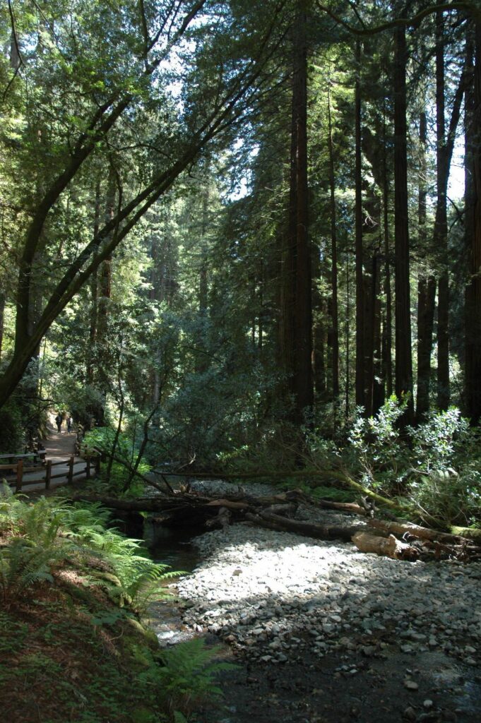 Muir Woods-San Francisco