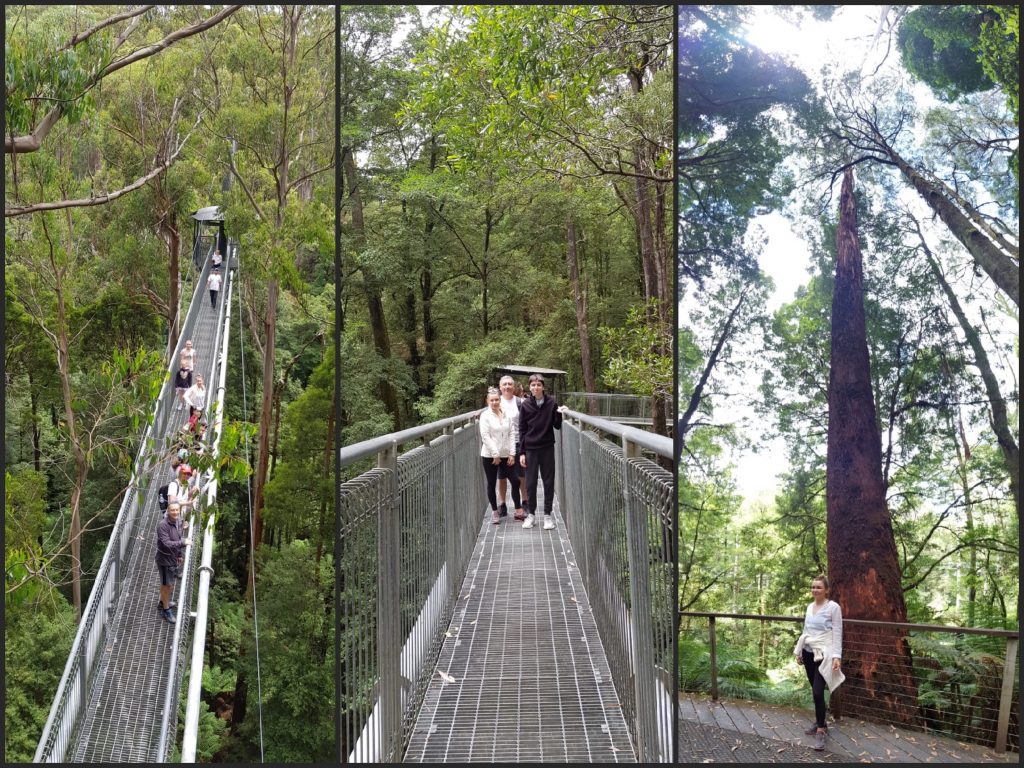 Great Otway Parkı- Tree-top Walk